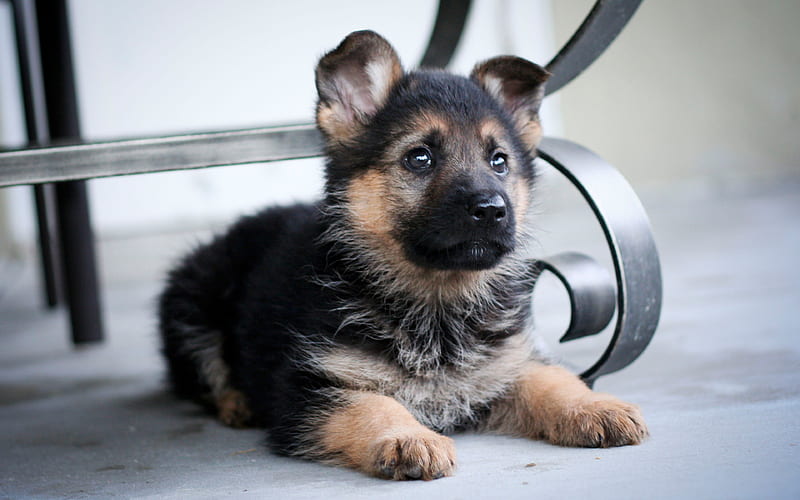 German Shepherd, small puppy, cute dog, pets, dogs, Puppies, HD wallpaper