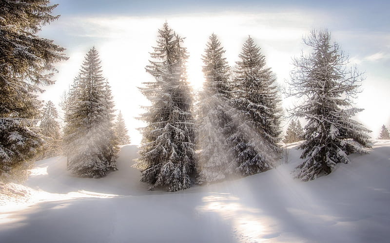 sunrise, winter landscape, forest, sun rays, snow, mountains, HD wallpaper