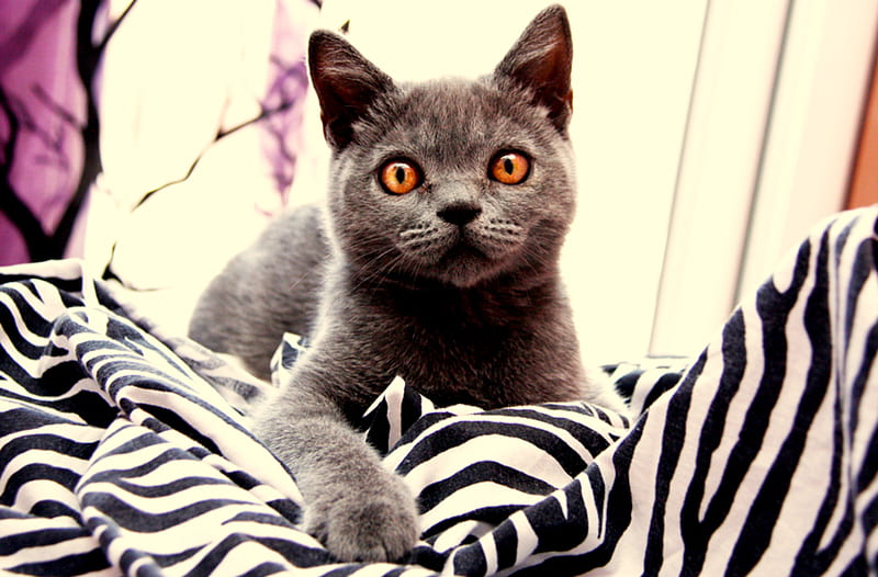 Surprised, gris, striped fabric, grey cat, copper eyes, HD wallpaper
