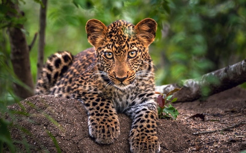 Young Leopard, forest, predator, nature, cat, trees, HD wallpaper