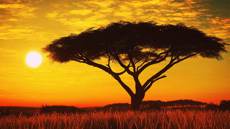 Serengeti Sunset , sunset, nature, tree, HD wallpaper