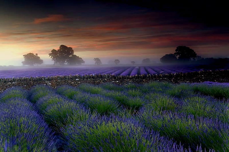 Misty Field, pretty, lavender, bonito, sunset, clouds, fog, afternoon, sundown, nice, sunrise, morning, evening, mists, blue, lovely, england, sky, trees, mist, purple, nature, meadow, field, HD wallpaper