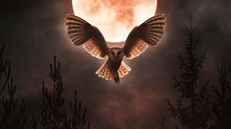 Barn owl, moon night, flight, open wings, HD wallpaper
