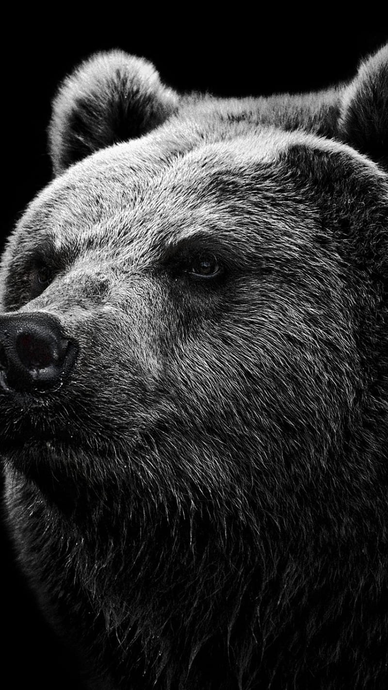 Bear, animal, grizzly, HD phone wallpaper