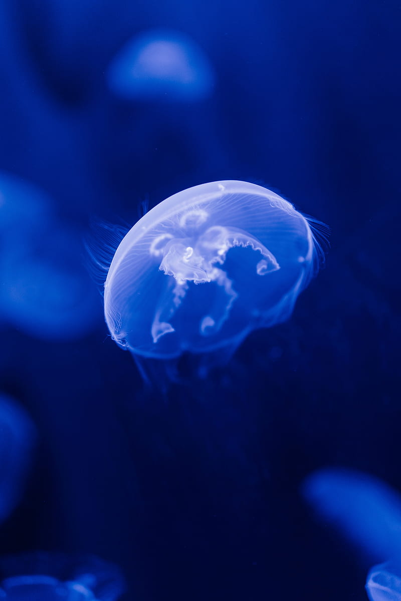 jellyfish, transparent, blue, underwater, sea, HD phone wallpaper