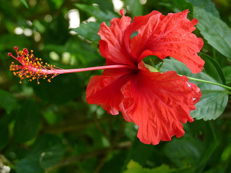 Hibiscus, red, green, flowers, nature, HD wallpaper