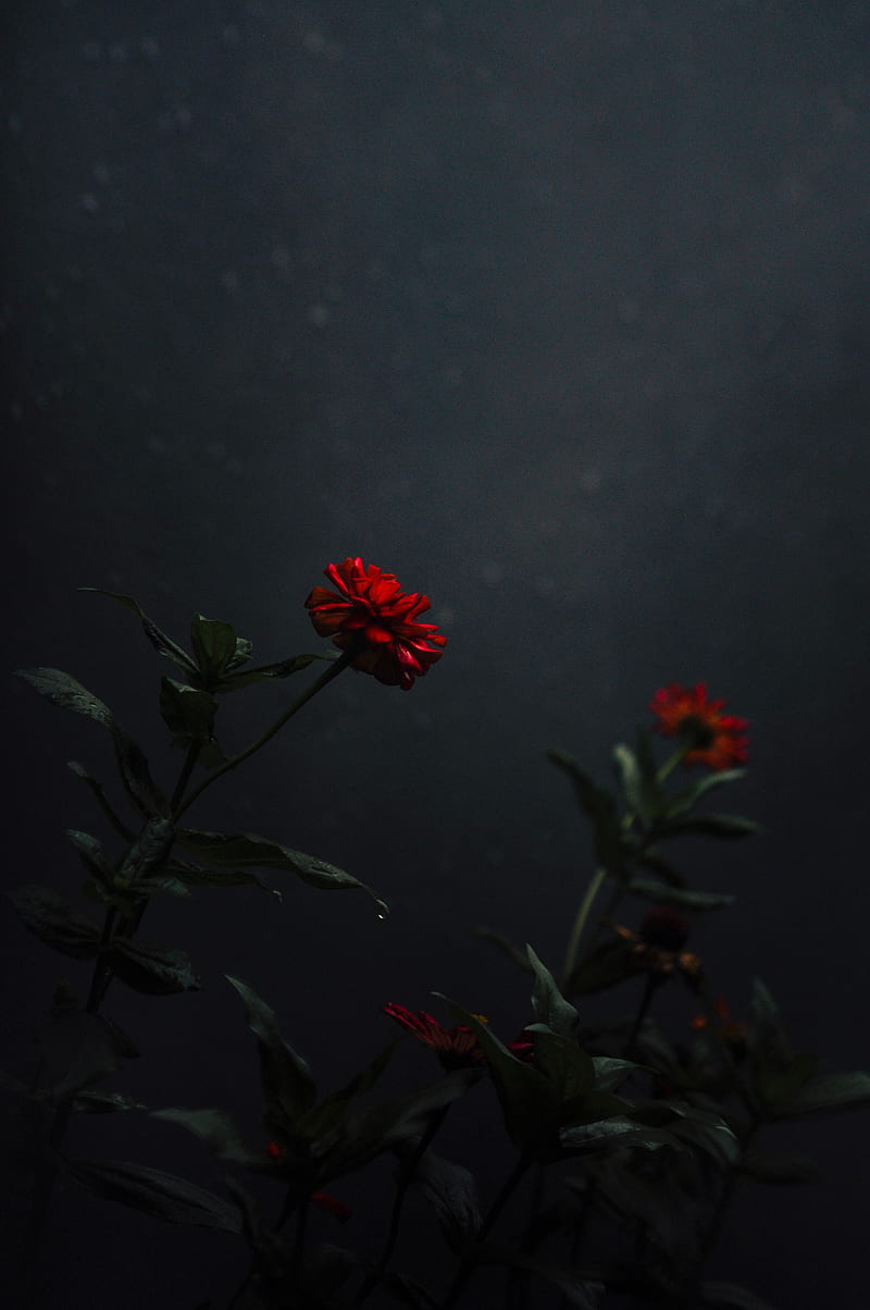 flower, bud, red, dark, stem, HD phone wallpaper