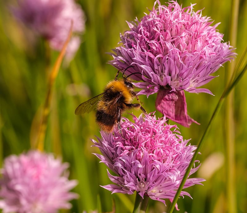 chives, flower, bumblebee, insect, blur, HD wallpaper