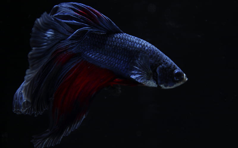 black and red betta fish, HD wallpaper