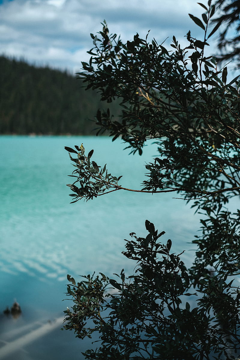 lake, bush, branches, nature, HD phone wallpaper