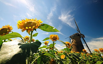 Girasoles, molino de viento, bonitas, flores, Fondo de pantalla HD | Peakpx