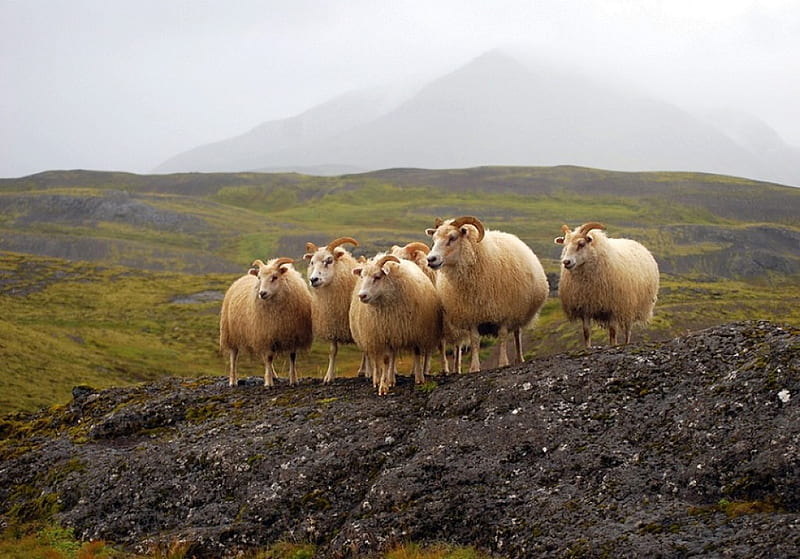 Sheeps in Wild, sheeps, cool, in wild, HD wallpaper