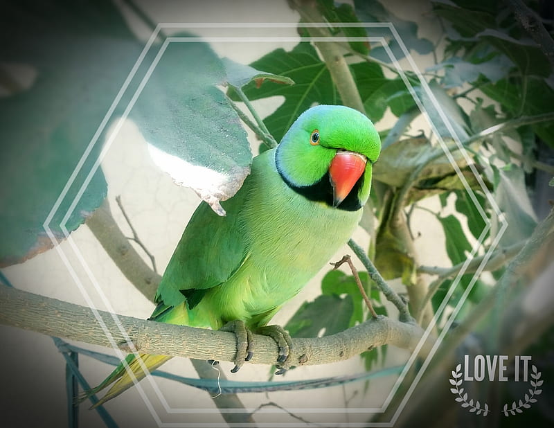 Green Parrot, bird, love, birds, parrots, nature, nkstudio, naturalbeauty,  beauty, HD wallpaper | Peakpx