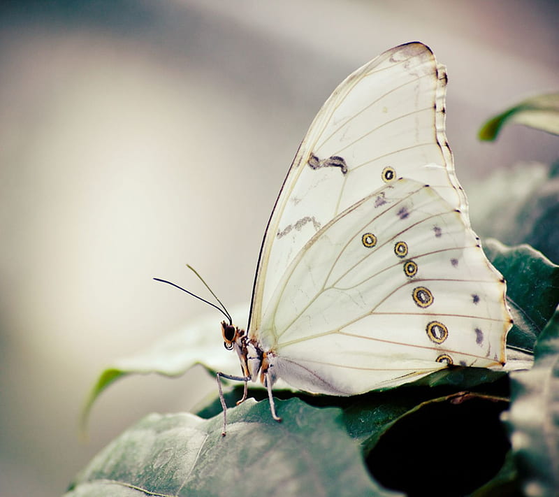 White Butterfly, animal, bonito, butterfly, moth, nature, new, nice, white, wings, HD wallpaper