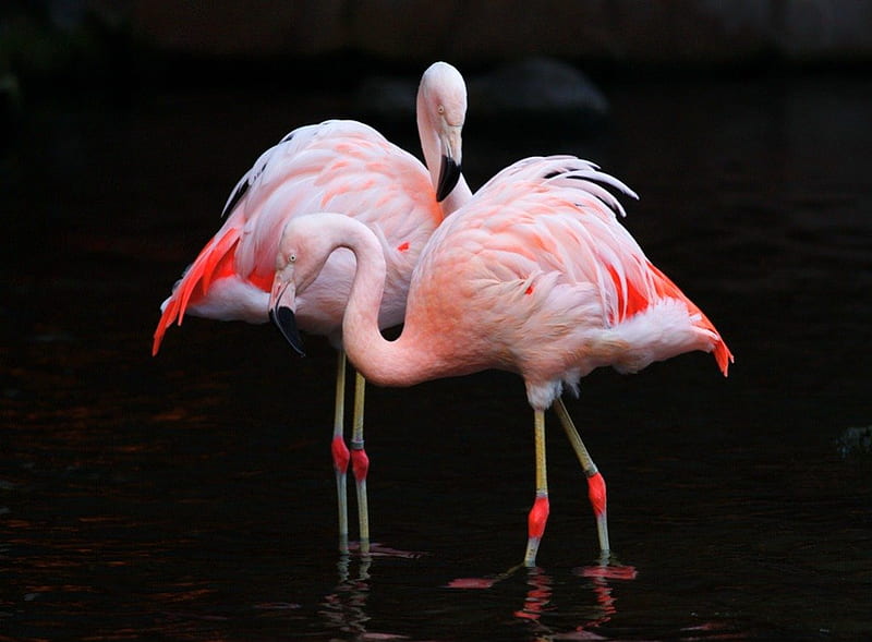 Flamingo pair, flamingos, birds, coral, white, pair, feathers, HD wallpaper  | Peakpx