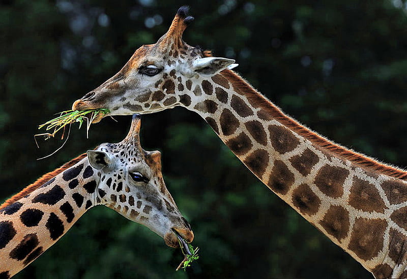 Getting high, pattern, two, black background, brown and white, giraffe, eating, HD wallpaper
