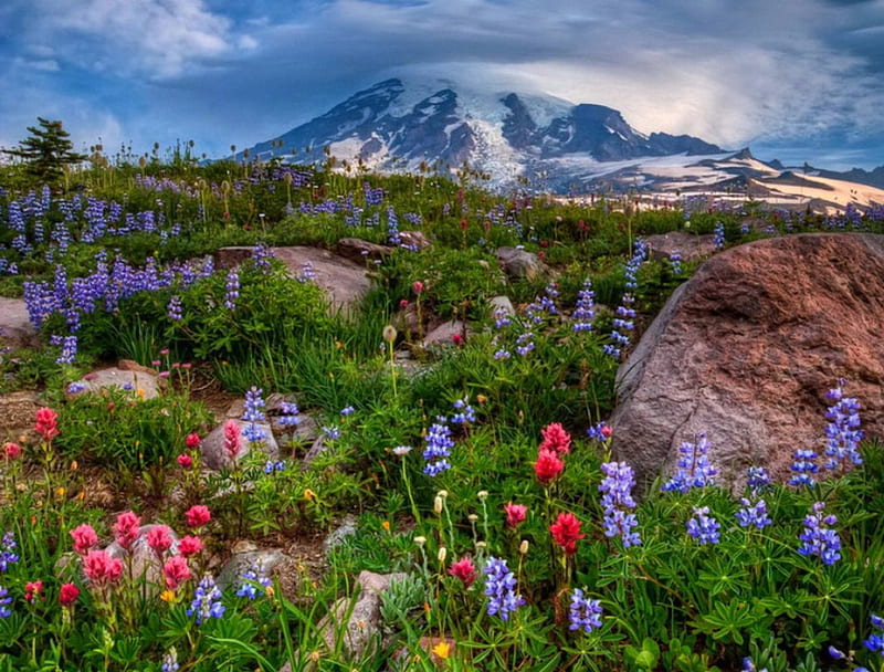 Flores silvestres de montaña, bonita, vistoso, encantador, césped, bonito,  cielo, Fondo de pantalla HD | Peakpx