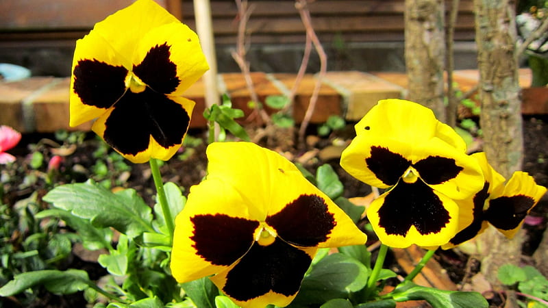Pansy, yellow, flowering plant, lovely, bright color, HD wallpaper