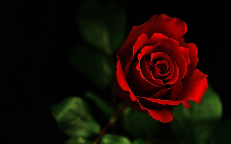 Dark red rose-flowers graphy, HD wallpaper