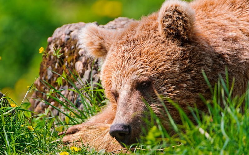 Bear, paw, grass, relax, HD wallpaper