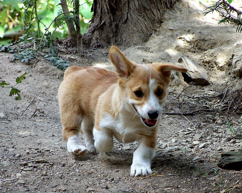 PEMBROKE WELSH CORGI, cute, walking, puppy, dog, HD wallpaper