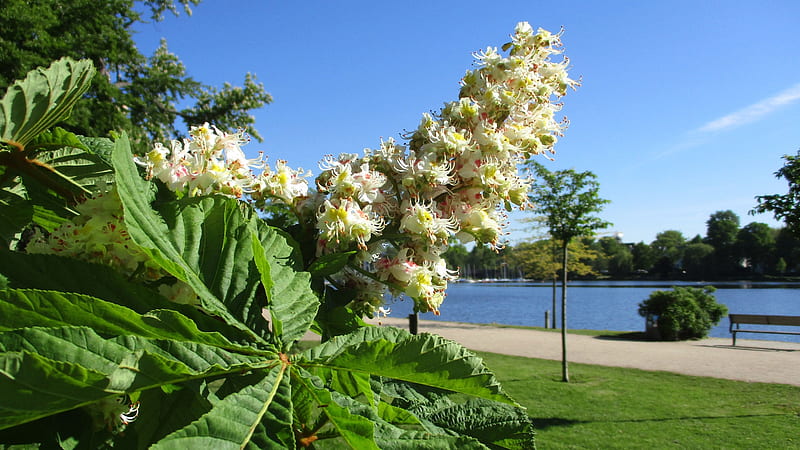 Chestnut blossoms at river Alster in Hamburg, trees, germany, landscape, path, park, sky, HD wallpaper