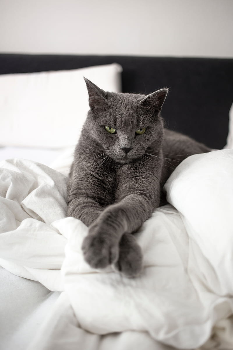 russian blue cat, cat, animal, pet, gray, glance, HD phone wallpaper