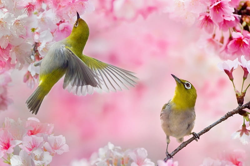 ✿ ♡ ✿, birds, flowers, pink, animal, cherry, HD wallpaper | Peakpx