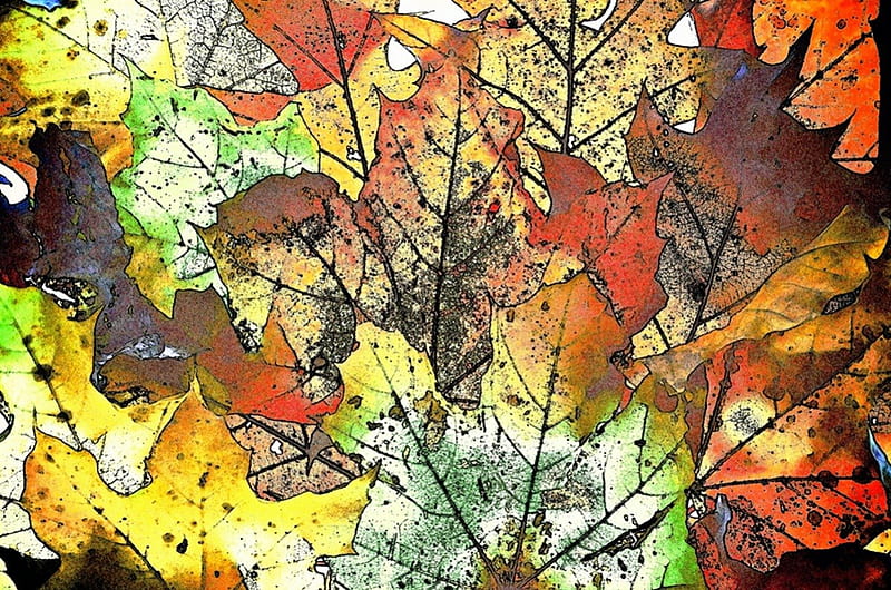 Translucent Autumn Leaves, colors, autumn, leaves, translucent, HD wallpaper