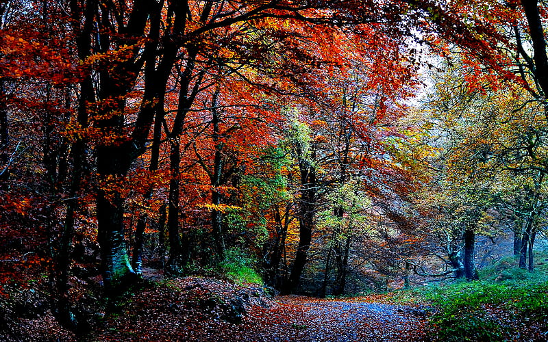 Autumn Colors, fall, pretty, colorful, autumn, grass, woods, autumn ...