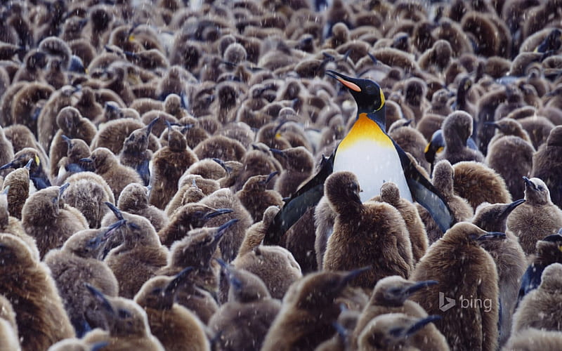 King penguin surrounded by chicks South Georgia, Surrounded, By, King, Chicks, Penguin, HD wallpaper