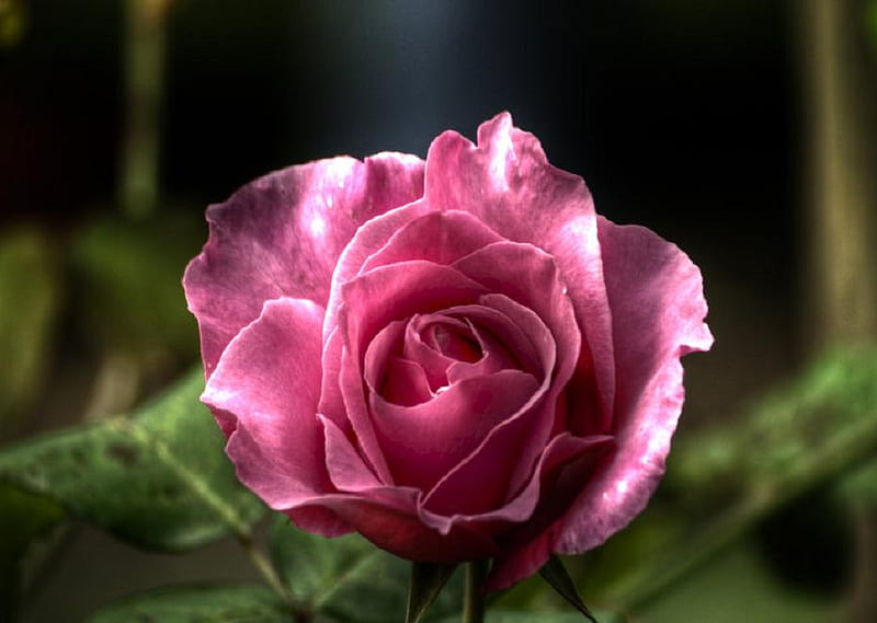 Blooming, pretty, lovely, rose, soft, bud, nice, plants, blossoms, flowers, nature, blooms, delecate, HD wallpaper