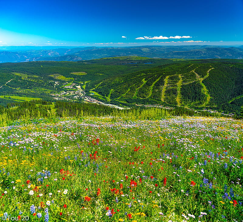 mountains, hills, flowers, grass, forest, greenery, HD wallpaper