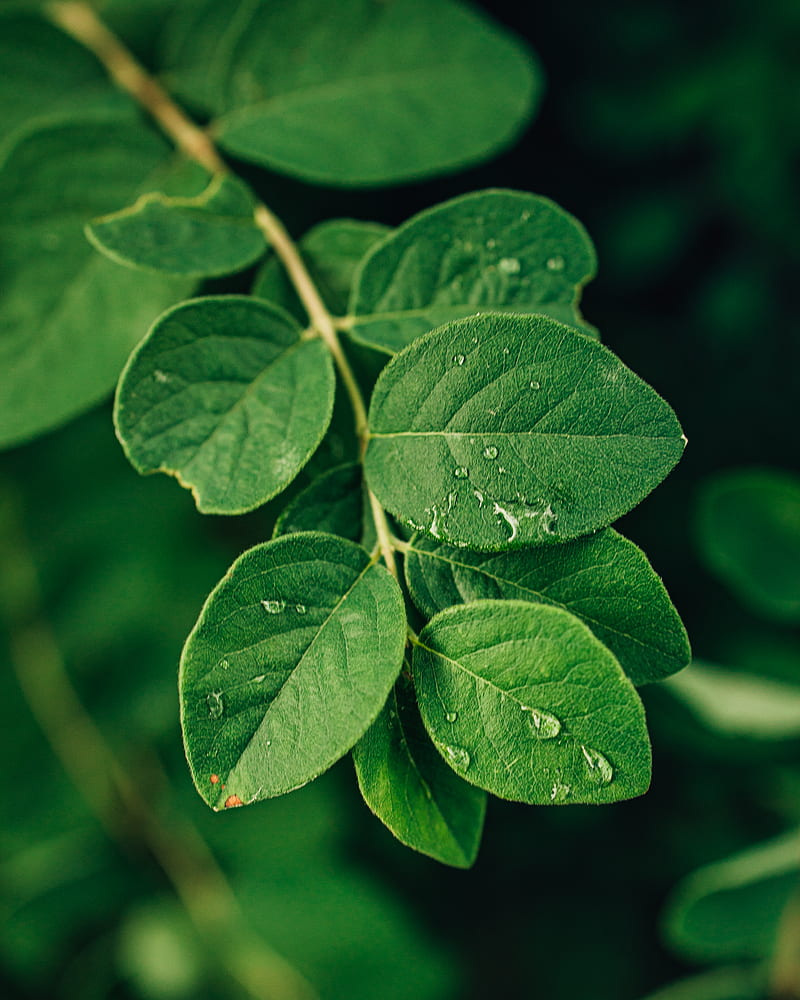 green leaves in macro lens, HD phone wallpaper