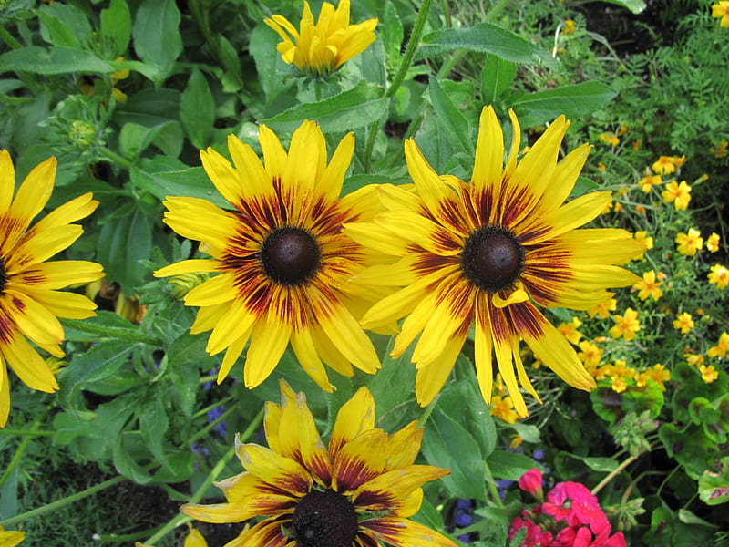 Flowers from Invermere BC - Canada 08, yellow, flowers, green, orange, HD wallpaper