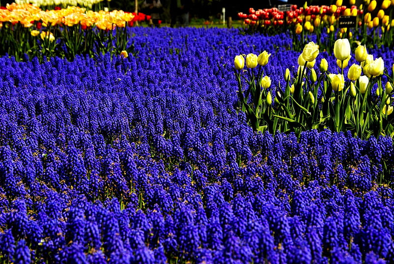 MUSCARI CARPET, garden, tulips, grape hyacinth, plants, HD wallpaper