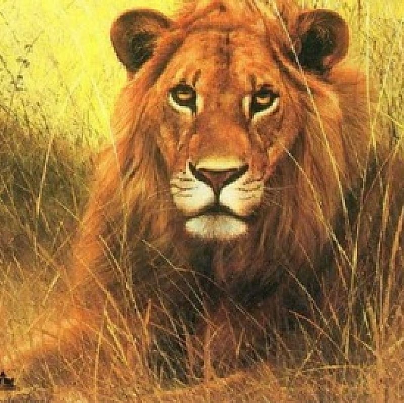 African Lion, Handsome, Stealth, Majectic, Courage, HD wallpaper