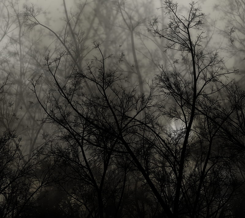 Dark Forest, black, HD wallpaper | Peakpx