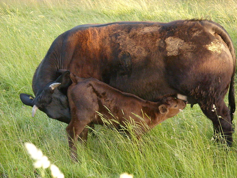 Calf Suckling with Cow, calf suckling, calf, calf and cow, HD wallpaper