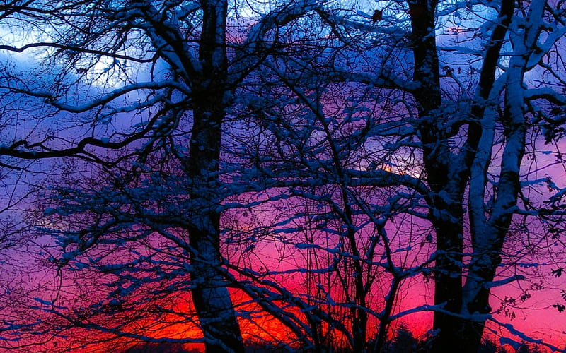 Superb red sunset through the trees in winter, red, sunset, trees ...