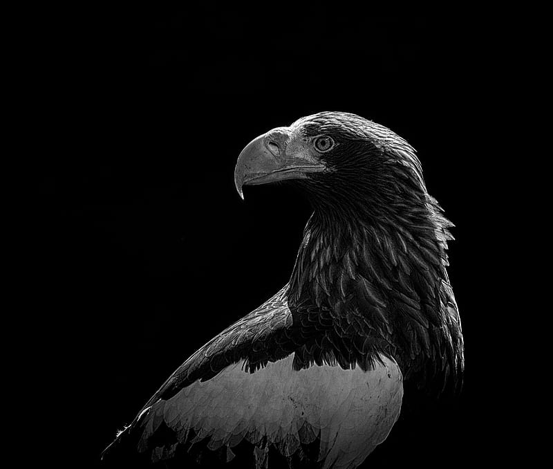 grayscale of bald eagle, HD wallpaper