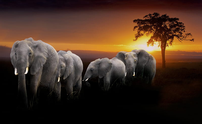 Elephants, tree, sun, herd, nature, sunset, africa, HD wallpaper