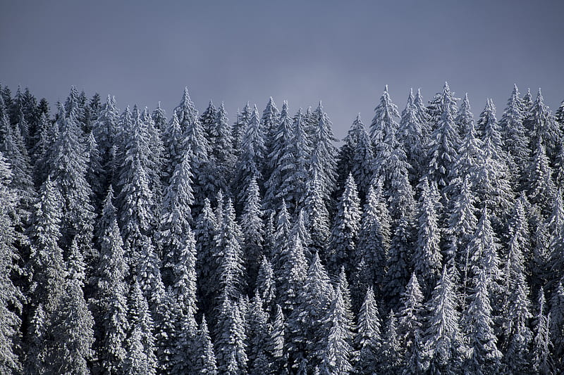 spruce, trees, snow, forest, winter, HD wallpaper