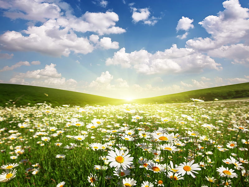 Field of Daisies, daisies, flower fields, nature, fields, spring, sunshine, HD wallpaper
