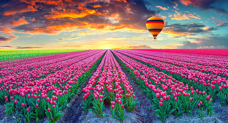 Sunset, cloud, orange, spring, lalele, green, hot air balloon, pink, primavara, field, tulip, landscape, blue, HD wallpaper
