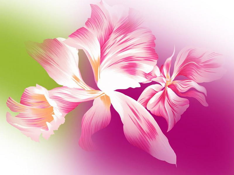Pink canna, flowers, 3d, HD wallpaper