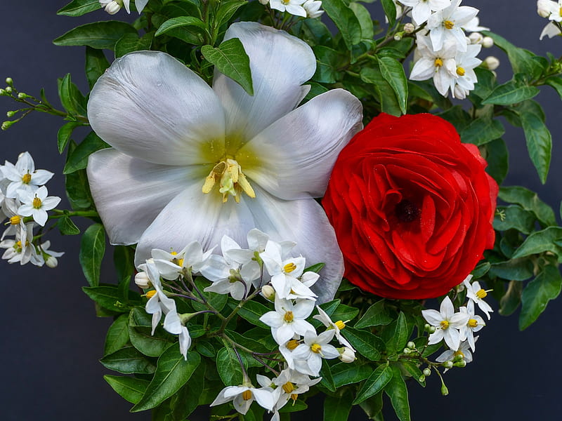 Rosa roja y jazmín blanco, rojo, jazmín, rosa, flores, lirios, naturaleza,  Fondo de pantalla HD | Peakpx