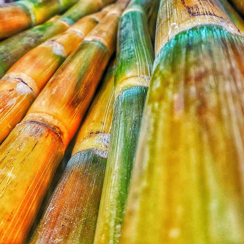 Sugarcane , abstract, branch, leaf, new, nice, pretty, sugarcane, tree, HD phone wallpaper
