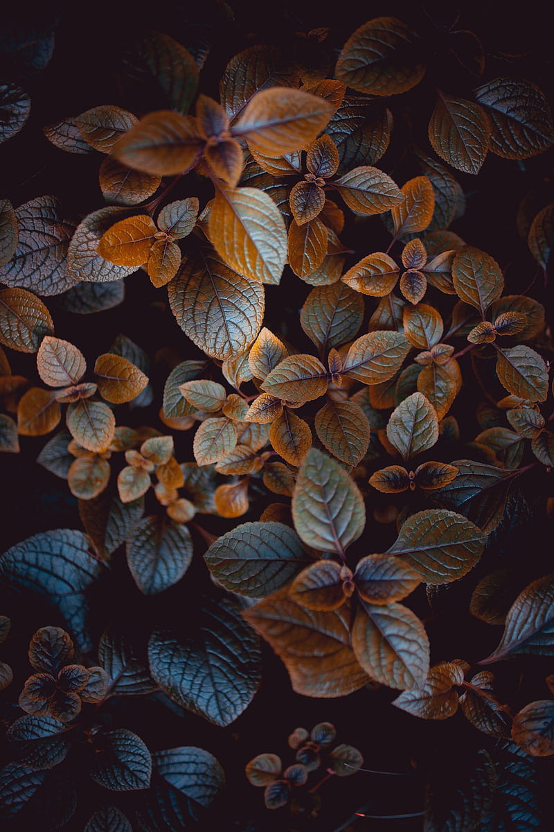 leaves, plant, carved, macro, bush, blur, HD phone wallpaper