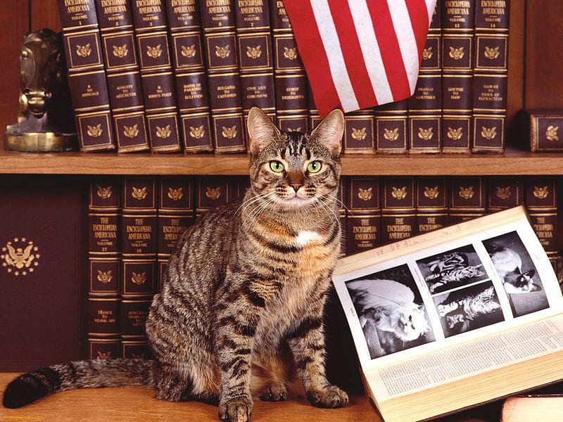 Researching Feline, encyclopaedia, books, tabby, book, shelves, cat, HD wallpaper